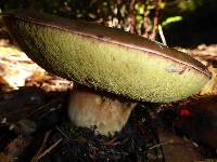 Boletus regineus image