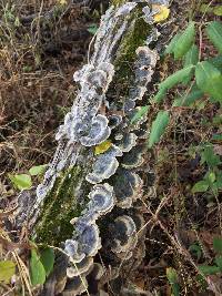 Trametes versicolor image