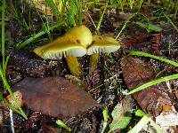 Hygrocybe chlorophana image