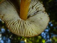 Hygrocybe singeri image