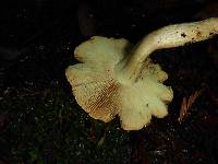 Hypholoma capnoides image