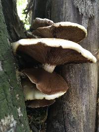 Agrocybe parasitica image