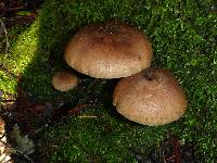 Armillaria mellea image