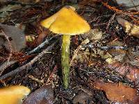 Hygrocybe singeri image