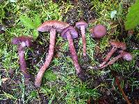 Laccaria amethysteo-occidentalis image