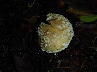 Amanita gemmata image