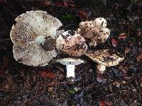 Image of Tricholoma manzanitae