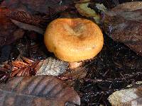 Lactarius rubrilacteus image