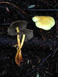 Hypholoma fasciculare image