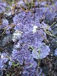 Nectriopsis violacea image