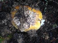 Amanita calyptroderma image