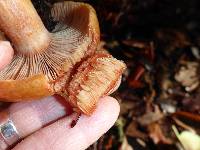 Lactarius rubrilacteus image