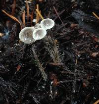 Dendrocollybia racemosa image