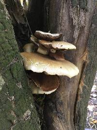 Agrocybe parasitica image