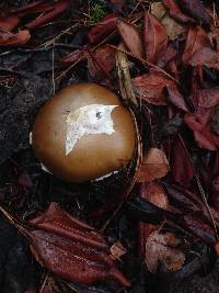 Amanita calyptroderma image