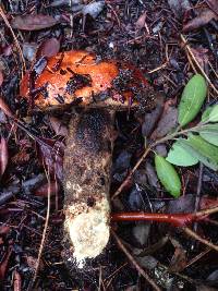 Leccinum manzanitae image