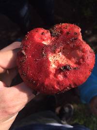 Russula sanguinaria image