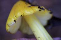 Hygrocybe singeri image