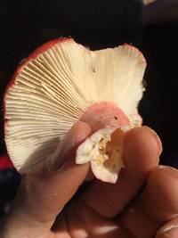 Russula sanguinaria image