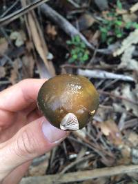 Suillus pungens image