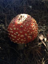 Amanita muscaria image