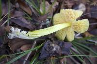 Hygrocybe singeri image