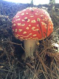 Amanita muscaria image