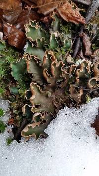 Peltigera leucophlebia image