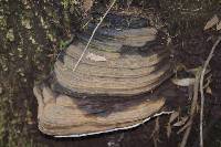 Ganoderma brownii image