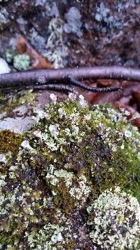 Cladonia chlorophaea image