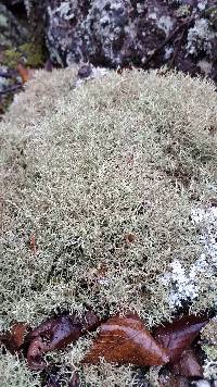 Cladonia amaurocraea image