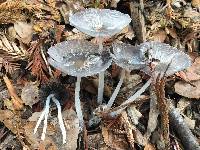 Coprinopsis lagopus image