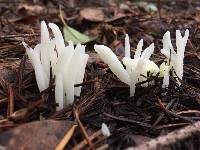 Clavaria fragilis image