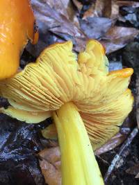 Hygrocybe acutoconica image