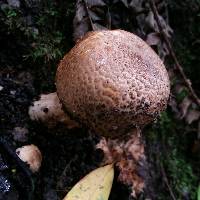 Agaricus augustus image