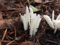 Clavaria fragilis image