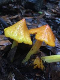 Hygrocybe acutoconica image