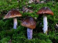 Cortinarius vanduzerensis image