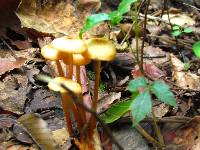 Mycena leaiana image