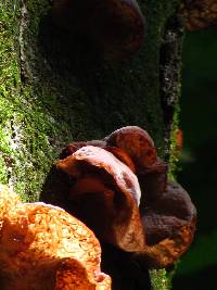 Auricularia delicata image