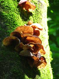 Auricularia delicata image