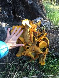 Omphalotus olivascens image