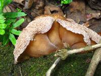 Auricularia delicata image