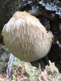 Hericium erinaceus image