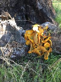 Omphalotus olivascens image