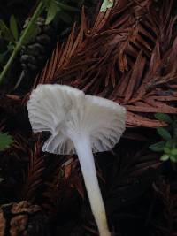 Marasmius calhouniae image