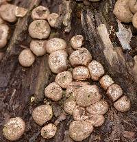 Lycoperdon pyriforme image