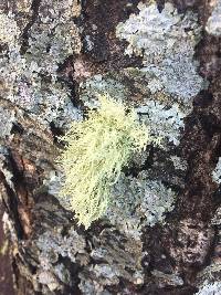 Usnea strigosa image