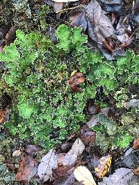 Peltigera leucophlebia image