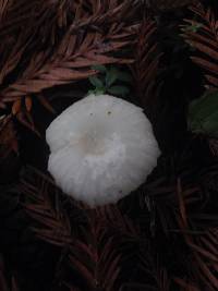 Marasmius calhouniae image